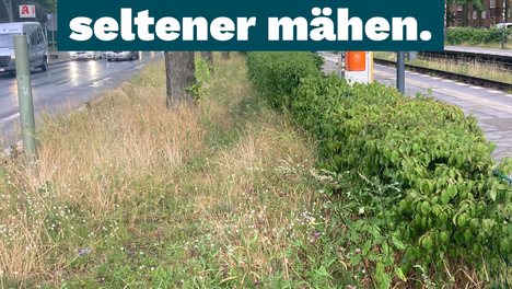 grünstreifen sharepic Foto vom Grünstreifen bei der Tramstation Drontheimer Str. Es sind Blumen und grüne Hecken und Bäume zu sehen. Als Titel steht dort „Stadtnatur schützen! Grünstreifen seltener mähen.“