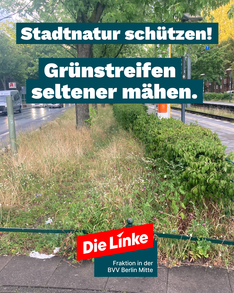 grünstreifen sharepic Foto vom Grünstreifen bei der Tramstation Drontheimer Str. Es sind Blumen und grüne Hecken und Bäume zu sehen. Als Titel steht dort „Stadtnatur schützen! Grünstreifen seltener mähen.“