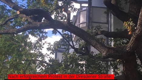 Foto der über 200 Jahre alten Eiche in der Dresdener Straße 113. Einige Äste wurden frisch beschnitten, aber die Krone ist erhalten und der Baum trägt viele Blätter. In einer Textbox steht „Nach erfolgreichem Protest in der Dresdener Straße: Die 200 Jahre alte Eiche bleibt!“