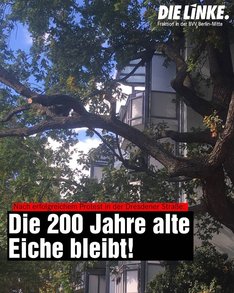 Foto der über 200 Jahre alten Eiche in der Dresdener Straße 113. Einige Äste wurden frisch beschnitten, aber die Krone ist erhalten und der Baum trägt viele Blätter. In einer Textbox steht „Nach erfolgreichem Protest in der Dresdener Straße: Die 200 Jahre alte Eiche bleibt!“