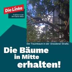 baumbestand schützen Bild der über 200 Jahre alten Eiche in der Dresdener Straße. Darunter steht „Die Bäume in Mitte erhalten!“