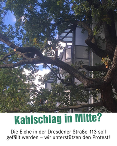 eiche Ein Foto der Krone der Eiche in der Dresdener Straße 113. In einer Textbox unten steht: „Kahlschlag in Mitte? Die Eiche in der Dresdener Straße 113 soll gefällt werden – wir unterstützen den Protest!“
